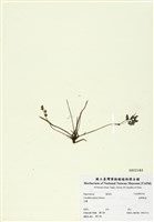 藏品(臺灣黃菫)的圖片